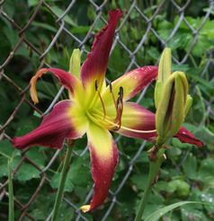 WHIP CITY COO COO CACHOO